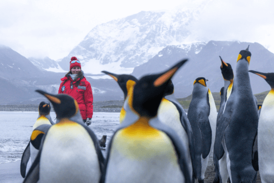 南极野生动物探险之旅